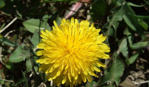 Jar 2007 