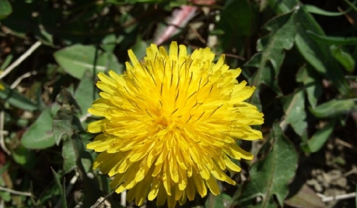 Jar 2007