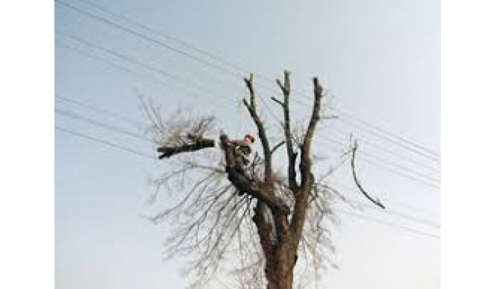 Oznámenie o plánovanom výrube